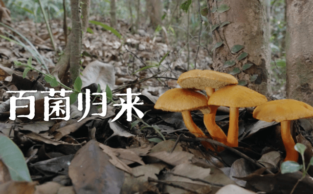 海南熱帶雨林國家公園科普視頻系列 | 百菌歸來