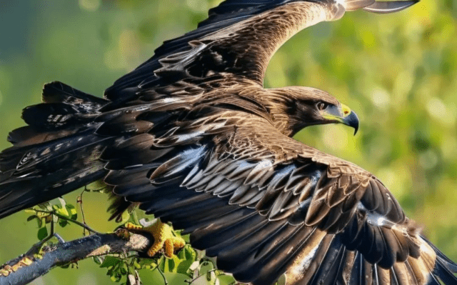 愛鳥護(hù)鳥在行動 | 鳥類圖鑒上新 多角度認(rèn)識“空中精靈”